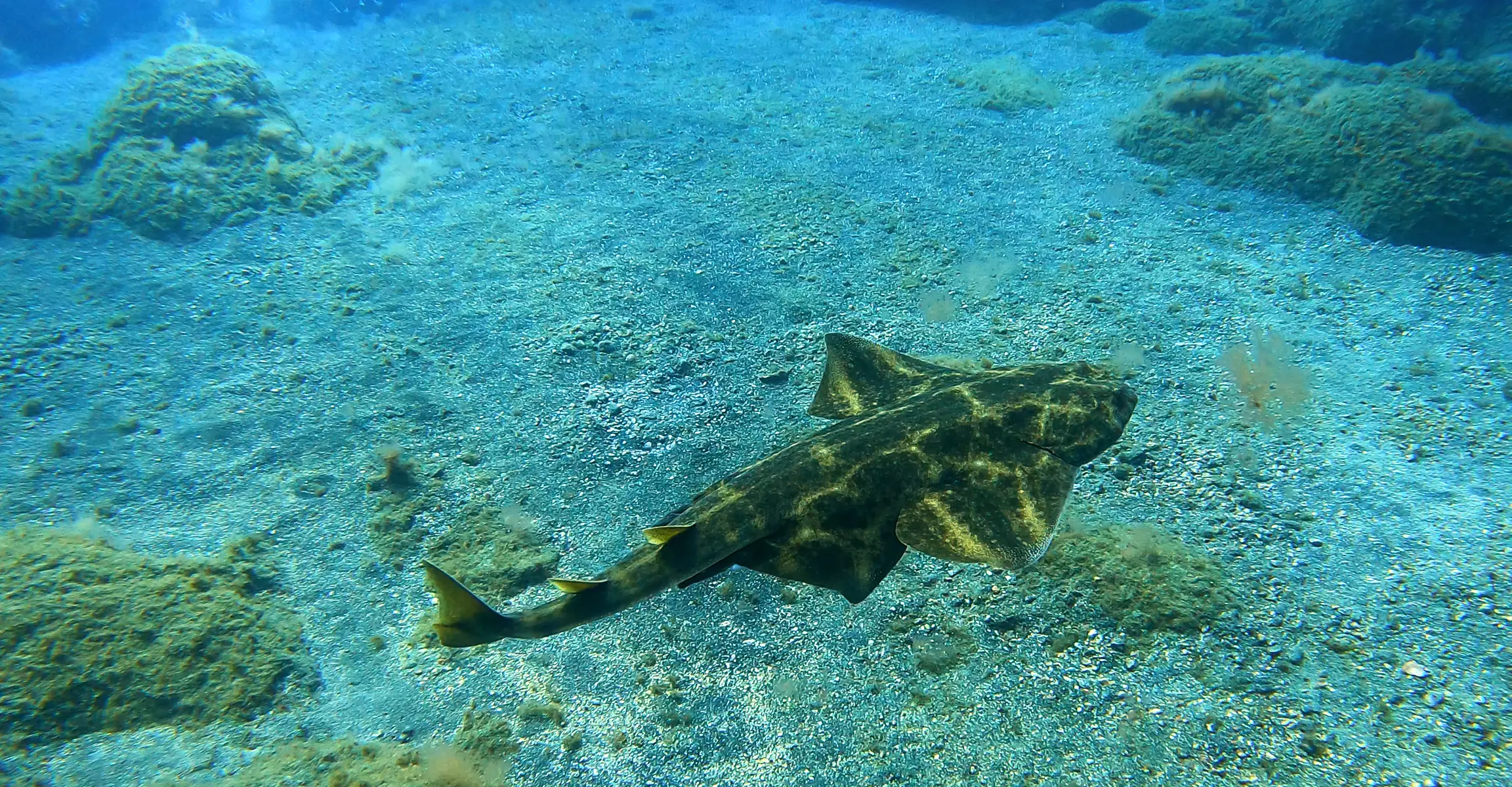 Certified divers boat dive