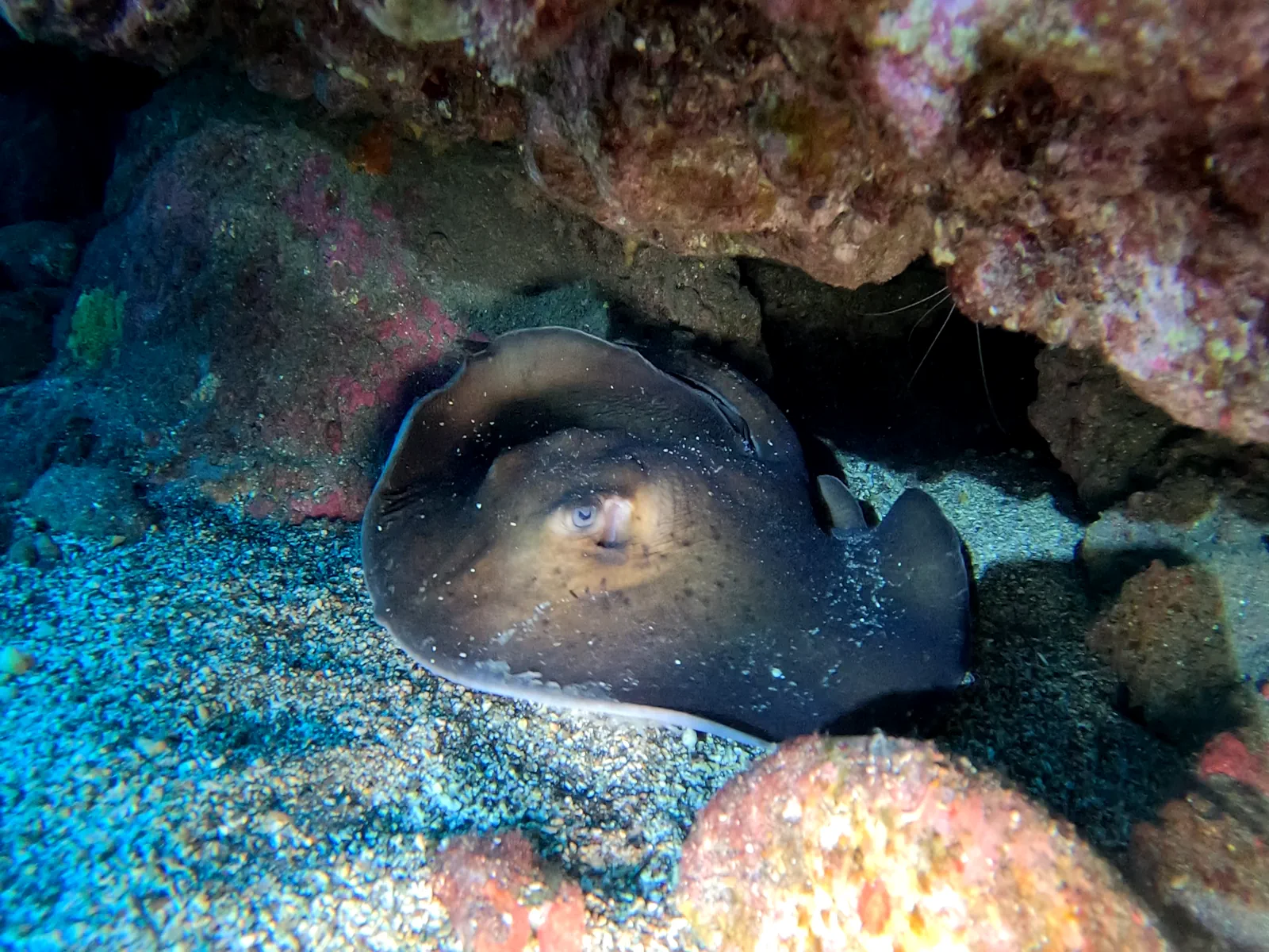 Scuba diving course training