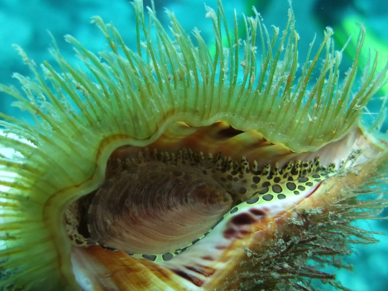 Snorkelling in Los Gigantes