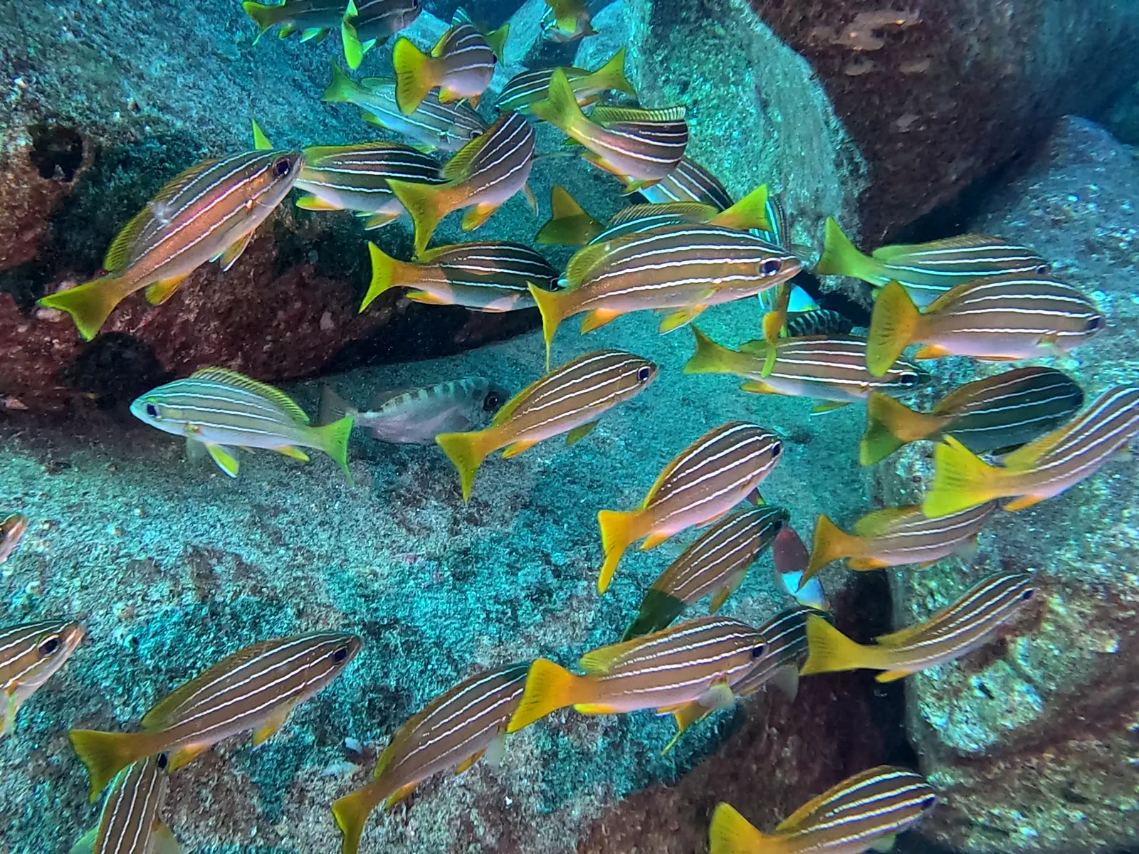 Try a discover scuba dive